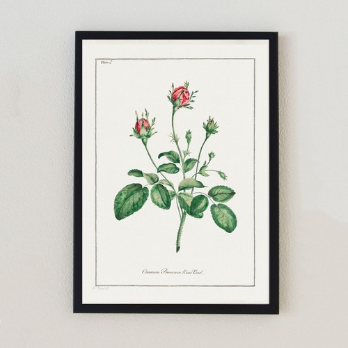 Red flower botanical vintage - botanical,