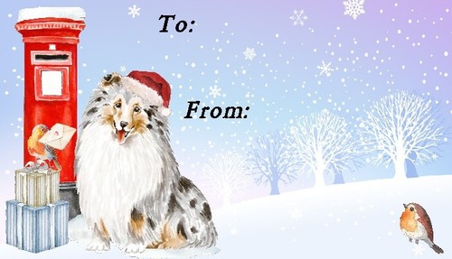 Shetland sheepdog sheltie - shetland, sheepdog/sheltie