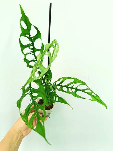 Monstera obliqua peru - obliqua,