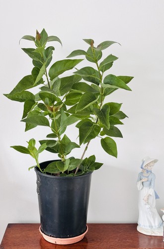 Syringa vulgaris common - vulgaris,