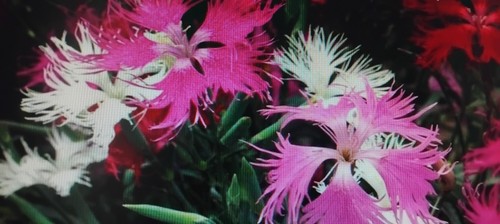 Dianthus mixed superbus - x, dianthus,mixed