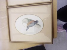 Rev F O Morris British Birds London 1870