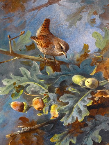 Wren thorburn bird oak - wren, by