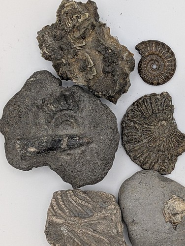 Assorted natural fossil - 6x,