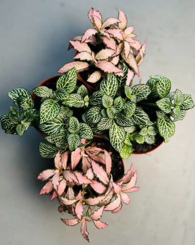 Fittonia mosaic plant nerve - fittonia, |