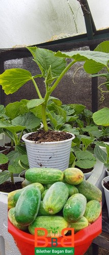 Indian bangladeshi cucumber - indian,,