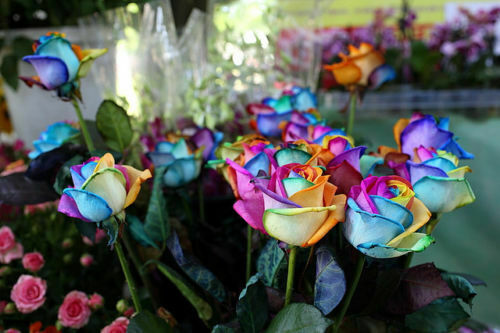 Rainbow rose seeds - 30,
