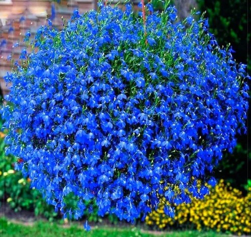 Lobelia cascade 10 seeds - cascade,