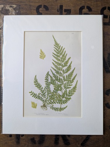 Antique 1870s anne pratt - anne, fern