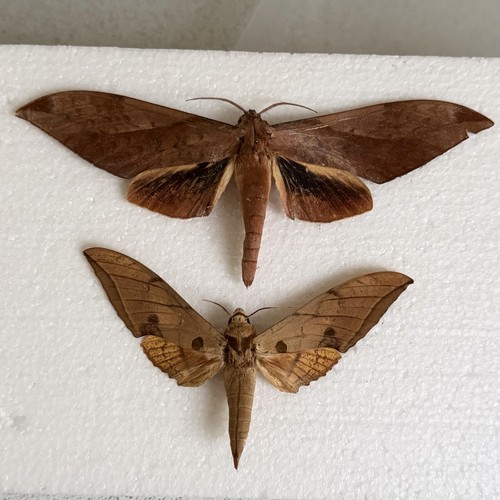 Entomology hawk moth bundle - hawk,