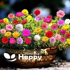 MOSS ROSE EXTRA DOUBLE MIX 2000 SEEDS Portulaca grandiflora GROUND COVER FLOWER