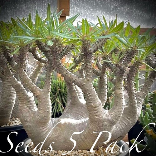 Ultra rare seeds - ultra, (5pk)