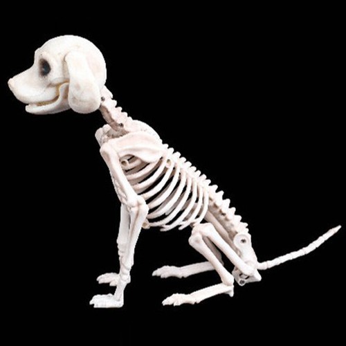 Skeleton dog animal bones prop - skeleton,