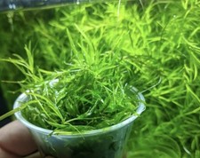 Guppy Grass Najas Guadalupensi