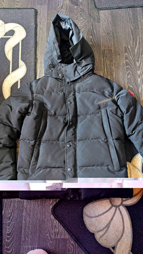 Canada goose chilliwack - canada,