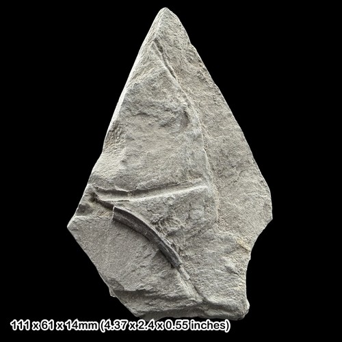 Ichthyosaur rib fossil - ichthyosaur,