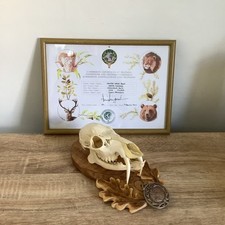 rare silver medal Chinese Water Deer Buck Skull  trophy & certificate Taxidermy 