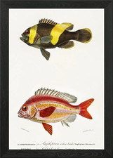 Different Types Of Fishes