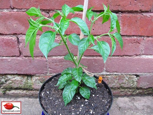 Green chilli plant great - chilli, gift