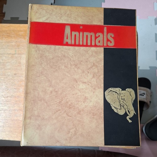 Rare 1964 1965 animals - 1964/1965,