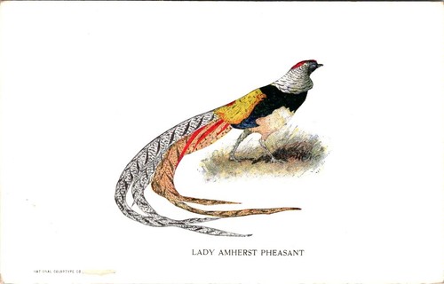Birds lady amherst - lady,
