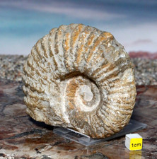 Superb ammonite fossil real - ammonite,