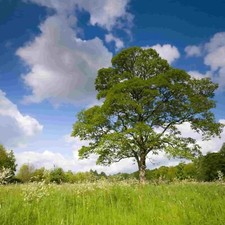 Sycamore Tree Seeds - Grow Your Own UK Sycamore Tree - UK Seller - 🌳 🌳