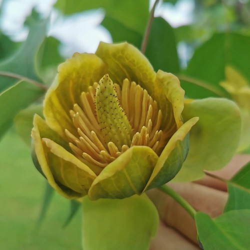 Chinese tulip tree - tree,