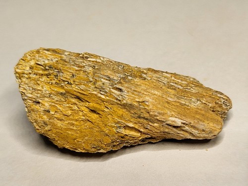 Spinosaurus dinosaur fossil - dinosaur,