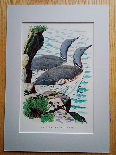 Red throated divers charles - red-throated,