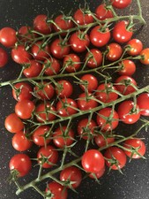 6x / 12x Piccolo Cherry Tomato Plug Plants (No Seeds) Garden- Late February