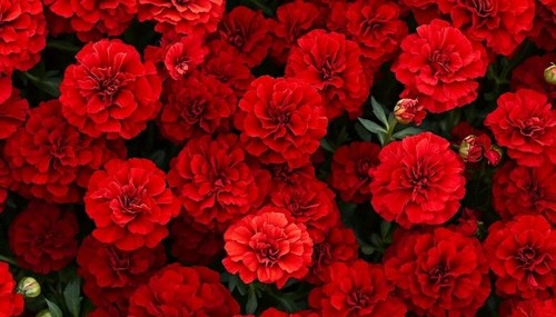 French marigold double brocade - french,