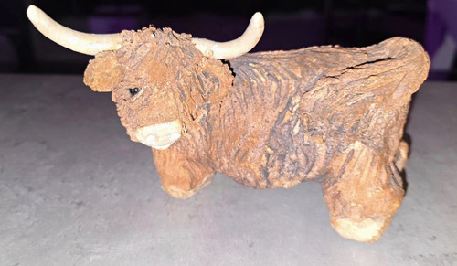 Highland cow bull cattle - highland,