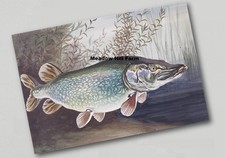Fridge Magnet Pike Mr Crabtree