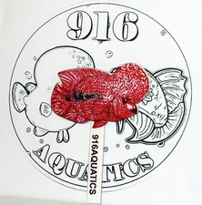 Red Flowerhorn Grooming Stick