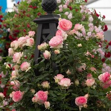 EDEN ROSE - CLIMBING ROSE -