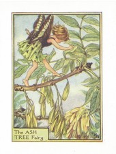 1940 Flower Fairy book print Original First Edition The Ash Tree Fairy