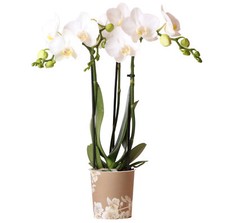 Orchid Phalaenopsis Kolibri