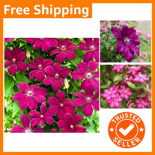 9cm red clematis rouge - 9cm, 'rouge