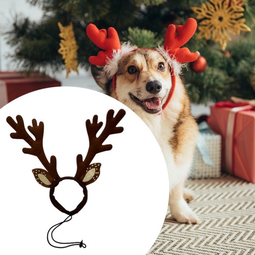 Dog elk reindeer antler - reindeer,