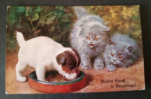 Cat dog postcard grey - cat/,