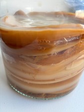 11cm 31g Home Made Large Kombucha Scoby Starter Tea Probiotic Free Postage
