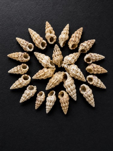 Natural wentletrap - 20,