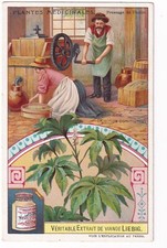 1907 Medicinal Herbs Trade
