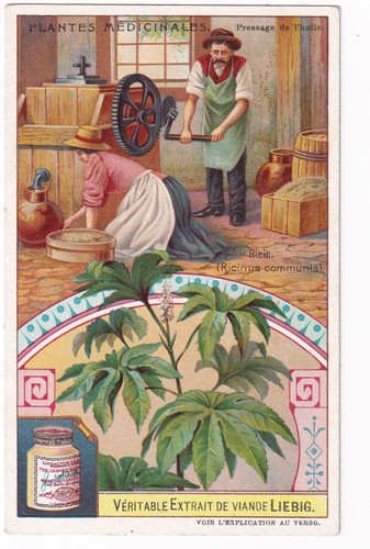 1907 medicinal herbs trade - medicinal,