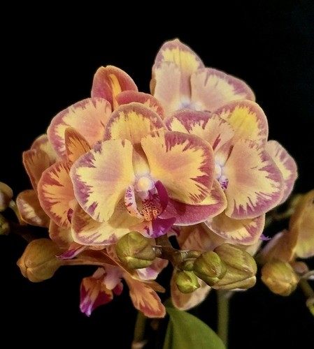 Phalaenopsis limpopo 2 - phalaenopsis, "limpopo"
