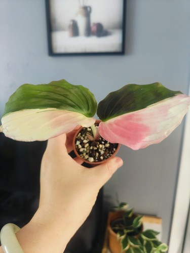 Kaempferia pulchra pink - kaempferia,