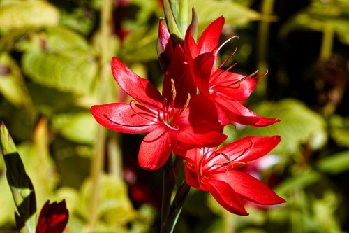 Schizostylis coccinea major - coccinea, 'major'