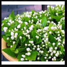100pcs Jasmine seeds, grown
