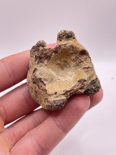 Carolina fossil whale - fossil, dolphin